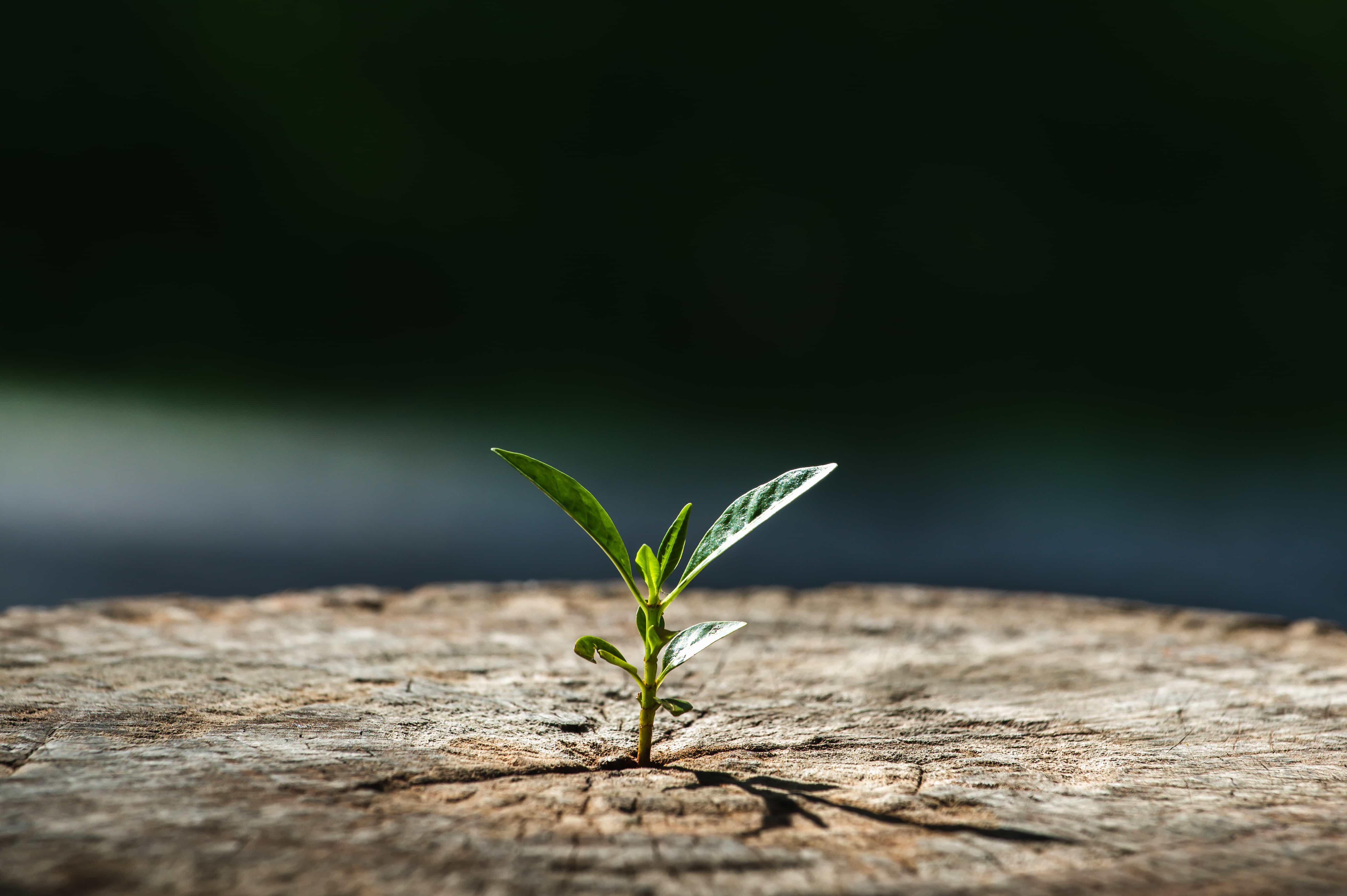 Can Your Administrator Scale with You? What to Ask Before You Commit